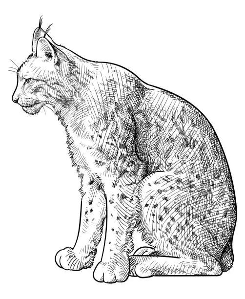 Vector illustration of Vector drawing of a lynx