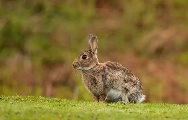 Photo of close of up a wild rabbit in the UK
