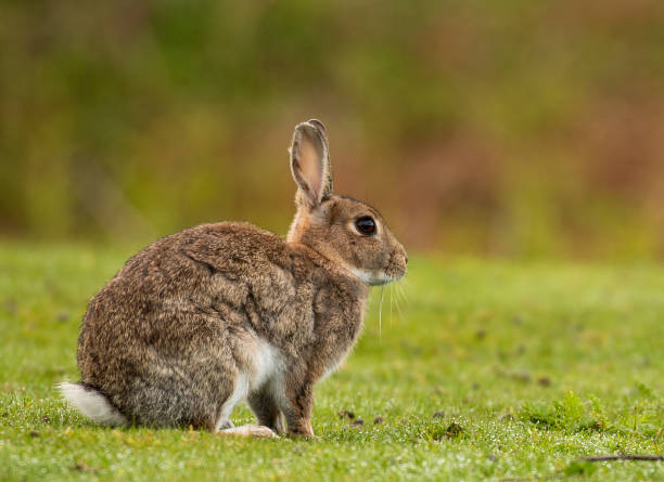 istock close of up a wild rabbit in the UK 1398090191