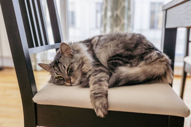 closeup of york chocolate cat laying down on white leather seat under wooden table