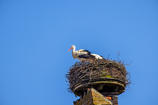 Couple of white storks in a nest placed on a old chimney in Ribe which is an old town which has been famous for its many storks. It is situated on the south west coast of the Danish peninsular Jutland