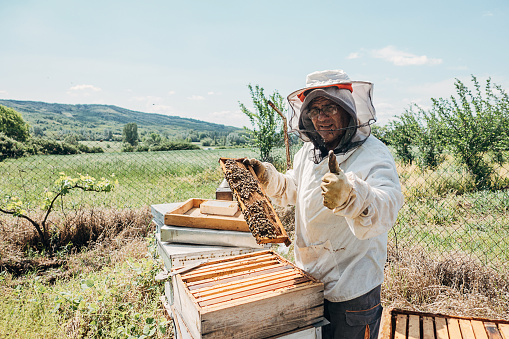 Successful beekeeper in the apiary