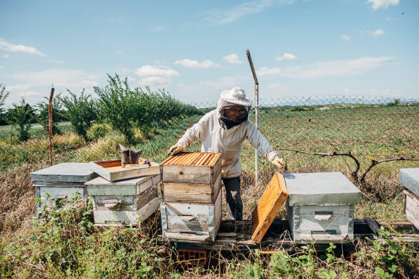 istock A person in a beekeeper's suit works at the apiary 1398090590