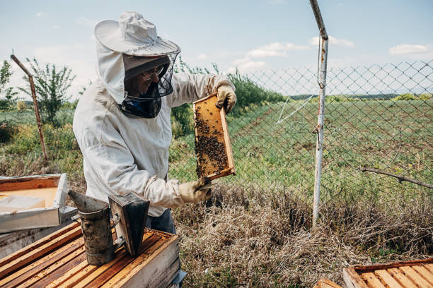 istock Production of honey in the apiary 1398090610