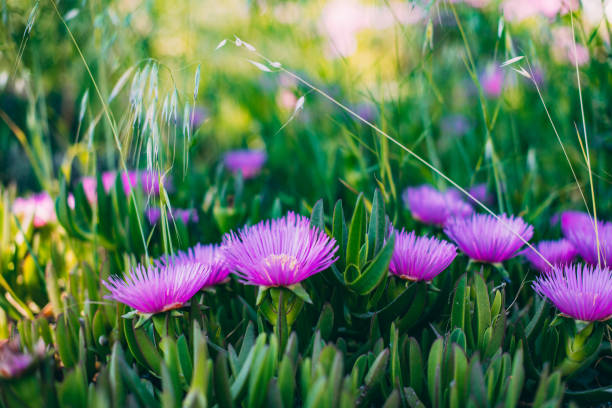 Ground-Covered Succulents and Pink Flowers