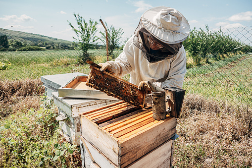 Young female beekeeper hold wooden frame with honeycomb. Collect honey. Beekeeping concept.