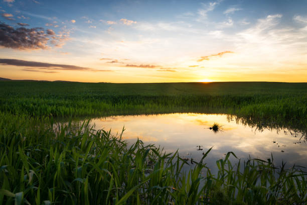 istock Wheat field at sunrise with small pond 1398090696