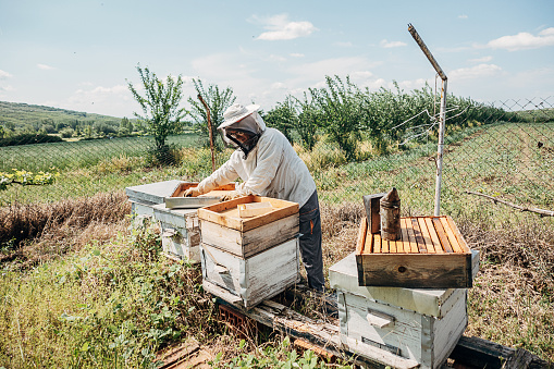 A person in a beekeeper's suit works at the apiary