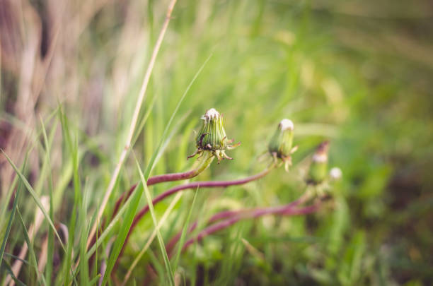 group of past blooming dandelion flowers in green grass
