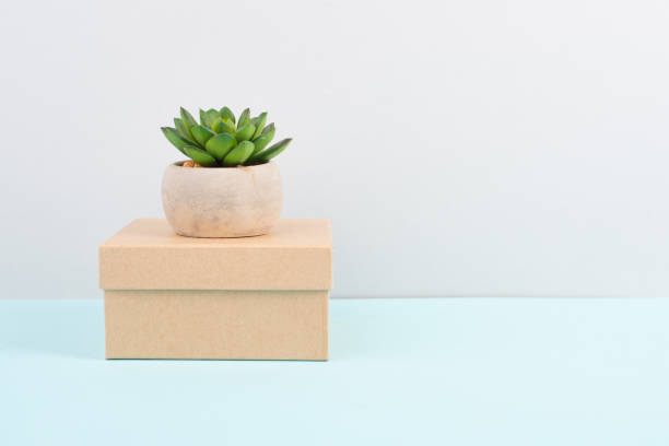 istock Cactus in a pot standing on a gift box, minimalistic decoration, plant at the desk, copy space for text, modern home, homeoffice 1398093029