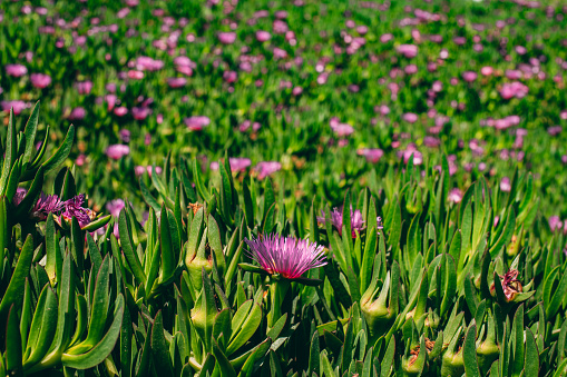 Ground-Covered Succulents and Pink Flowers