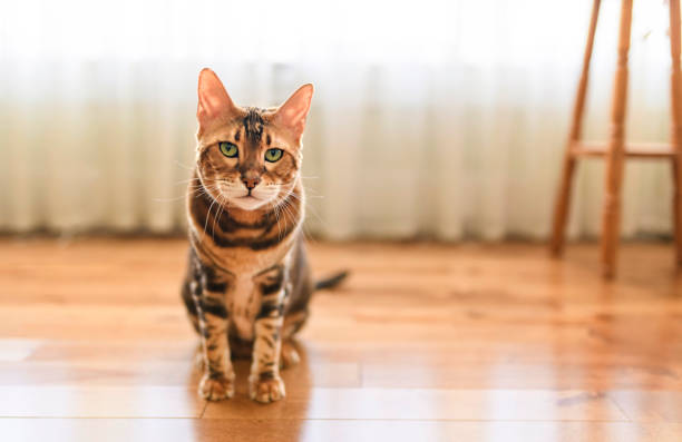 istock Bengal cat like a leopard sneaks at home 1398094488