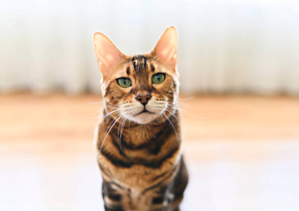 istock Bengal cat like a leopard sneaks at home 1398095146