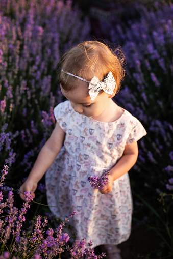 Cute baby girl with blonde curly hair wearing white dress walking on lavender field