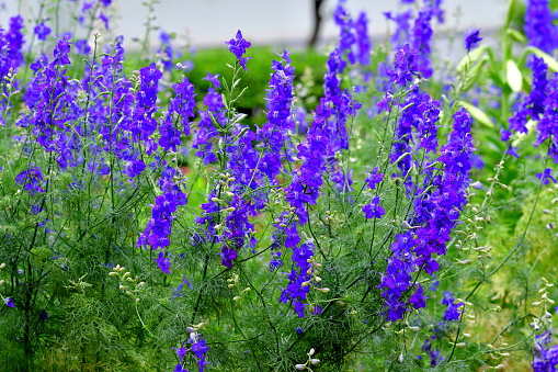 Delphinium is a genus of about 300 species of annual and perennial flowering plants in the family Ranunculaceae. The plant has a raceme of many flowers at the top of straight stem, with varying colors, from blue and purple to red, yellow and white.
