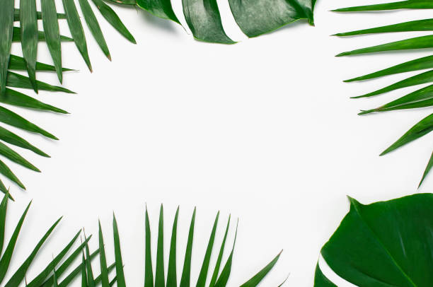 istock Tropical background. Tropical palm leaves and monstera leaf on white background. Flat lay top view copy space. Summer background, nature. Creative minimal background with tropical leaves. Leaf pattern 1398096473