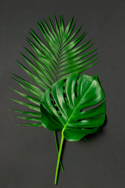istock Tropical palm leaves and monstera leaf on gray black background. Flat lay, top view, copy space. Summer background, nature. Creative minimal background with tropical leaves. Leaf pattern 1398096474