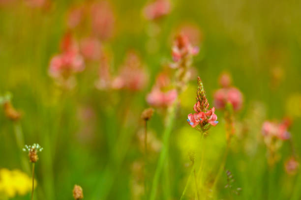 Beautiful yellow and pink wild flowers in sunlight