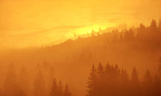 Orange colored sunset over the pine forest