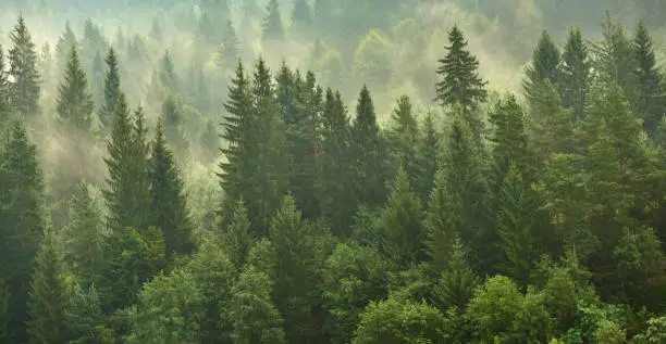 Photo of Aerial View On foggy Pine Forest At Sunrise