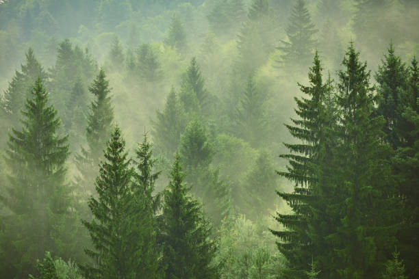 istock Glowing fog in the valley at sunrise 1398098078
