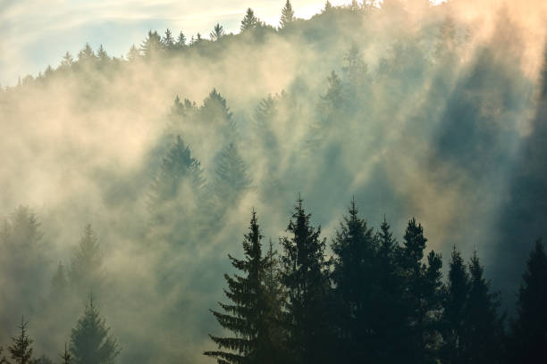 istock misty forest in sunny morning 1398098173