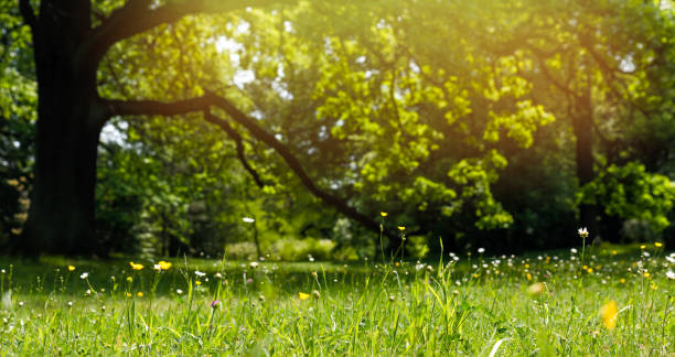 istock Green grass on the meadow, background 1398098905
