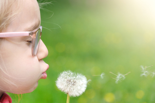 Girl child holds and blows on a dandelion. Happy childhood concept. Playing outdoors.