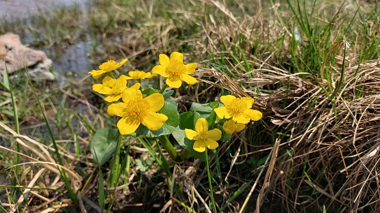Caltha palustris, known as marsh-marigold and kingcup, is a small to medium size perennial herbaceous plant of the buttercup family