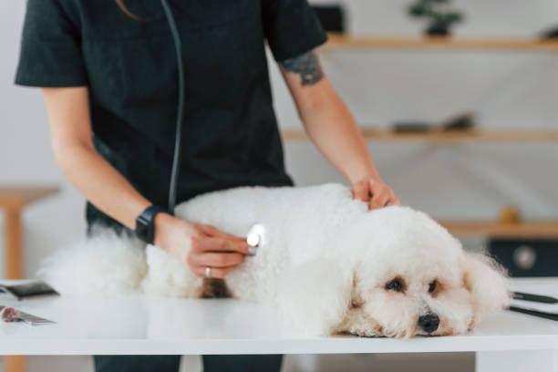 istock Using stethoscope. Cute little dog is in the veterinary clinic 1398099894
