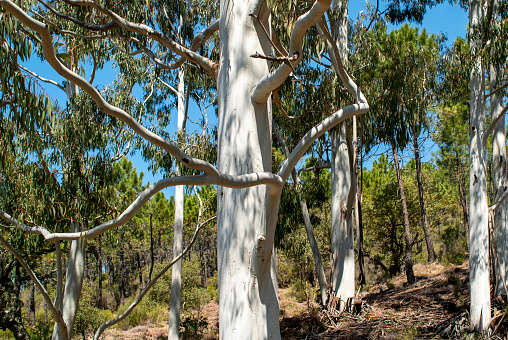Big eucalyptus trees green foliage