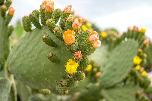 Prickly pear cactus plant exposed to sunlight in garden