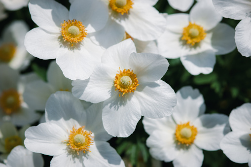 White anemone flowers in the sun, windflowers for summer nature backgrounds