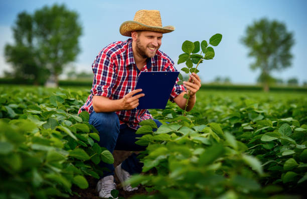 Farmer in soybean field. Agricultural concept stock photo