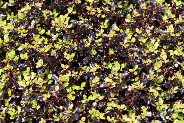 Pittosporum Tom Thumb