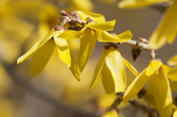 istock Forsythia flowers in spring, close up 1398104983