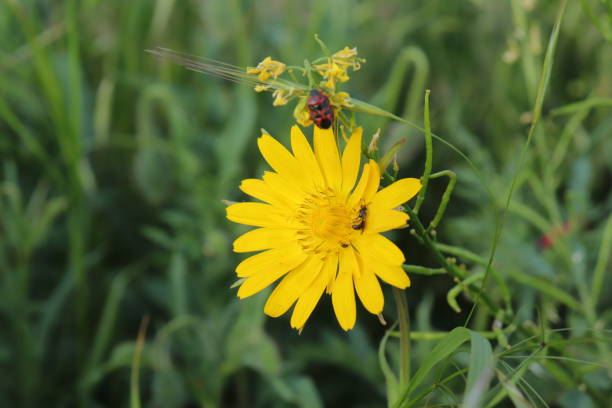 istock Meadow Goat´s Beard with Insects 1398105065
