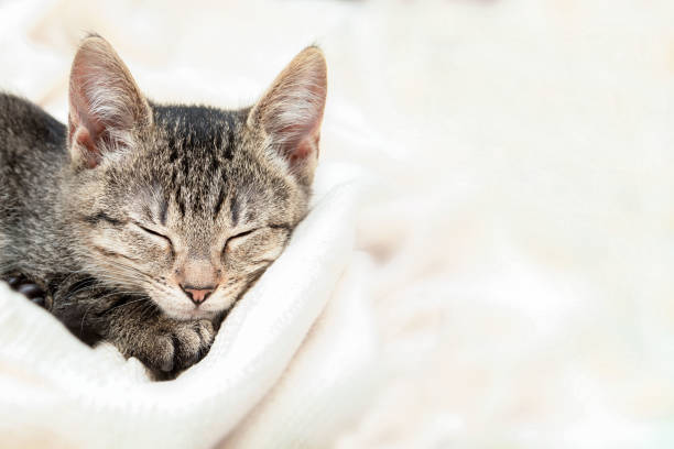 istock Little gray kitten sweetly sleeps on bed 1398105975