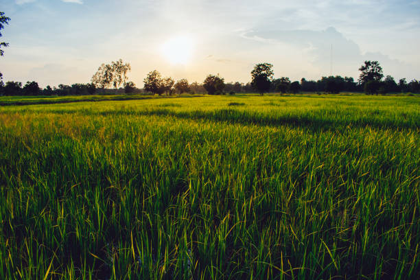 istock beautiful rice field in thailand 1398106106