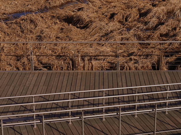 Wooden pier with metallic fence against dry grass in the water on sunny day