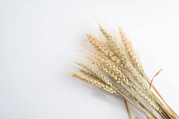 istock golden ears of wheat isolated on white background 1398108171
