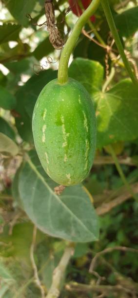 istock Ivy Gourd on green leaves background 1398108972