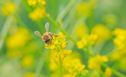 Close-up macro of a honey-bee collecting pollen from a yellow  flower