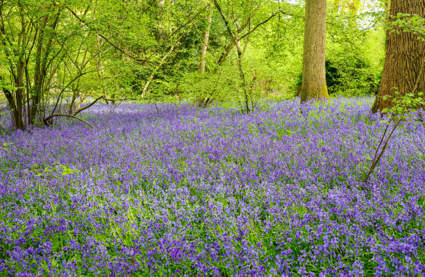 istock Bluebell flowers carpet hardwood beech forest in early spring 1398110608