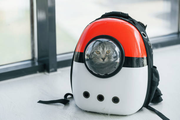 istock Cute scottish fold cat sitting in the backgpack for animals indoors 1398110853