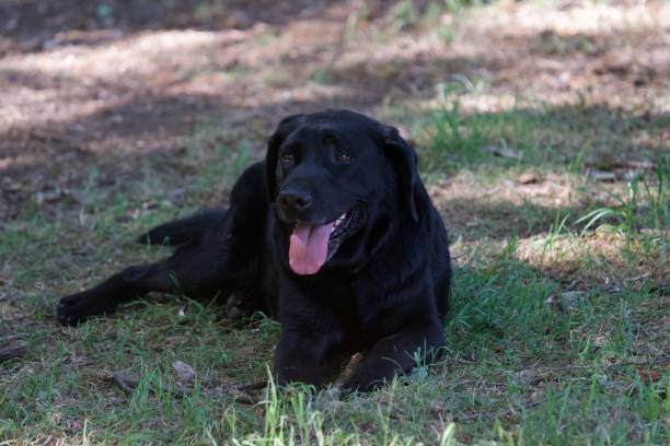istock Tired beautiful black dog 1398110877