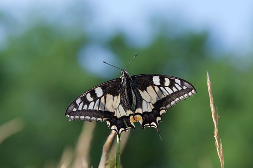 Beautiful Machaon butterfly in a park near Lyon in France. In the background blurry trees and blue sky.