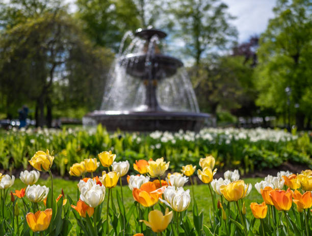 istock Tulips blooming during spring in Norrkoping, Sweden 1398111092