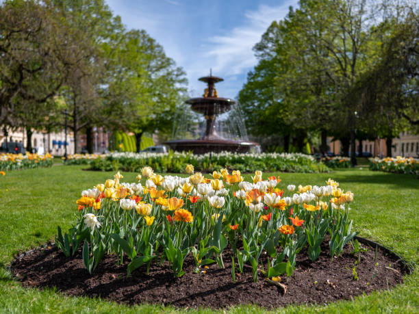 istock Tulips blooming during spring in Norrkoping, Sweden 1398111096