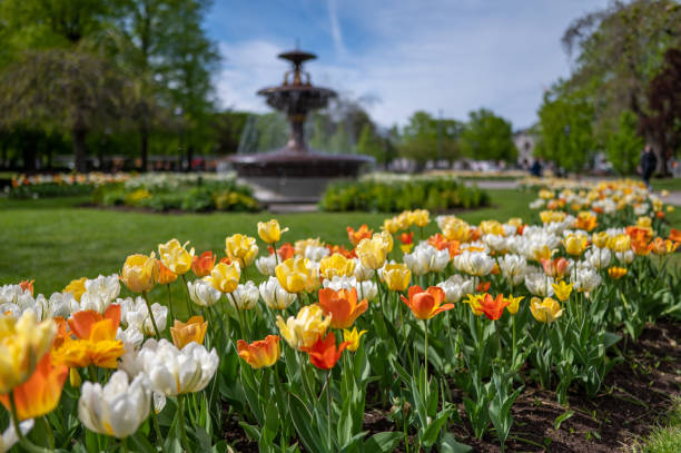istock Tulips blooming during spring in Norrkoping, Sweden 1398111140